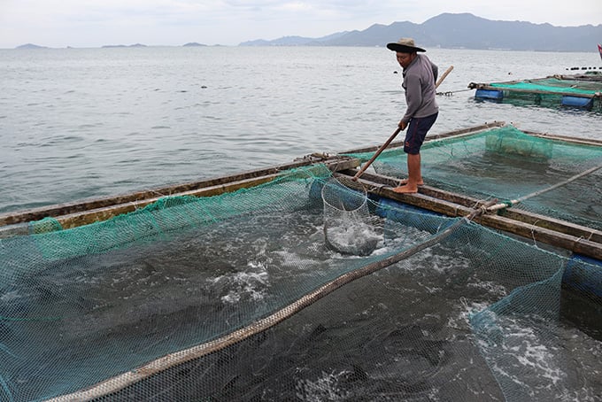 Khánh Hoà: Khốn khổ, cá bớp đặc sản chết hàng loạt, có hộ cá chết sạch, vớt lên 2 tấn - Ảnh 1.