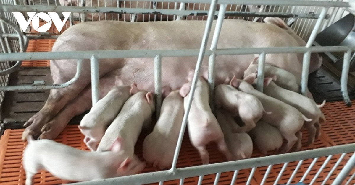 Vì sao giá heo hơi tăng trở lại, trong khi cơ quan chức năng nói giá sẽ giảm? - Ảnh 1. Vì sao giá heo hơi tăng trở lại, trong khi cơ quan chức năng nói giá sẽ giảm? - Ảnh 1.