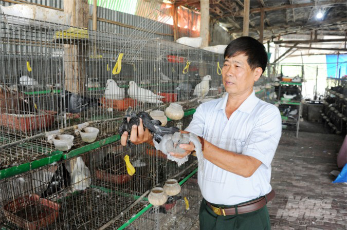 An Giang: Lãi gần nửa tỷ đồng/năm nhờ nuôi bồ câu - Ảnh 9.