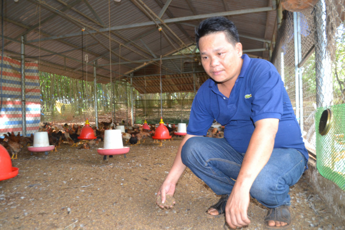 Gà tiến vua trên đất Bình Phước - Ảnh 8. Gà tiến vua trên đất Bình Phước - Ảnh 8.