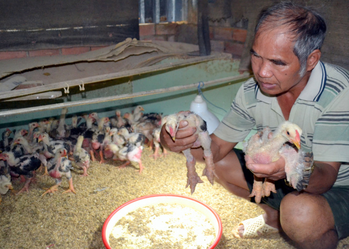 Gà tiến vua trên đất Bình Phước - Ảnh 6. Gà tiến vua trên đất Bình Phước - Ảnh 6.