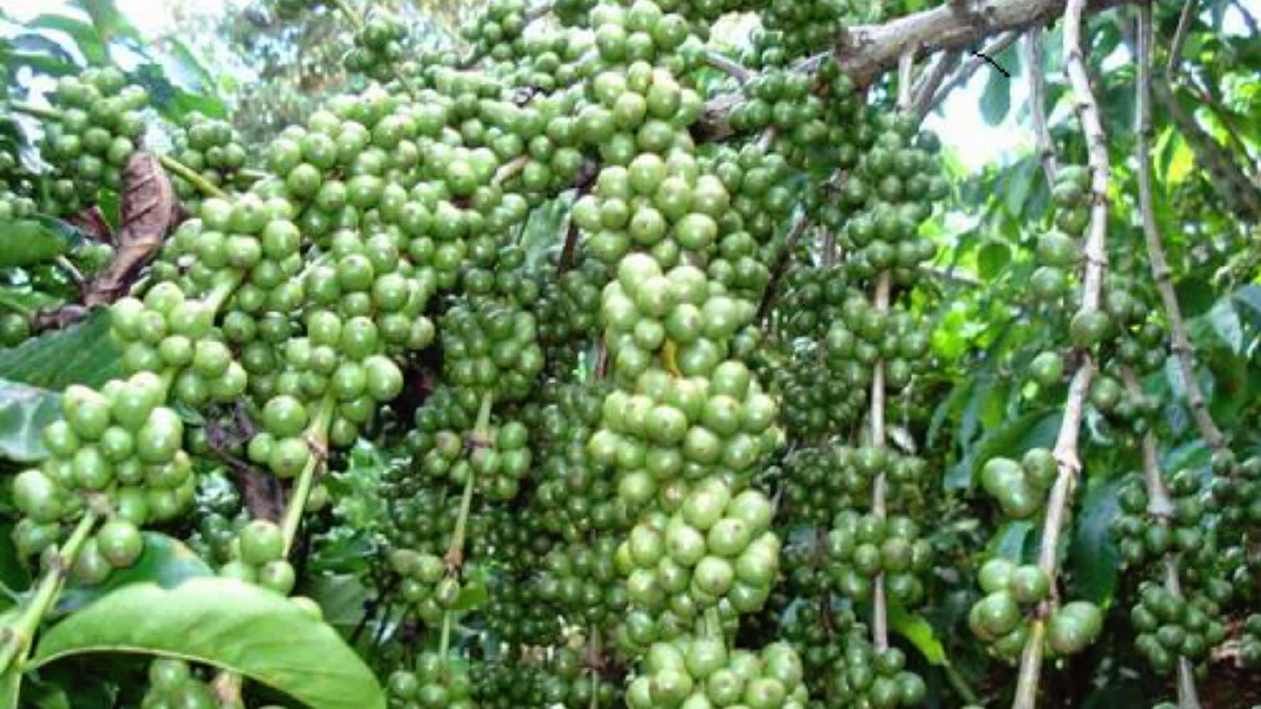 Việt Nam trở thành nước cung ứng cà phê hàng đầu vào Nhật Bản nhờ COVID-19 - Ảnh 1. Việt Nam trở thành nước cung ứng cà phê hàng đầu vào Nhật Bản nhờ COVID-19 - Ảnh 1.