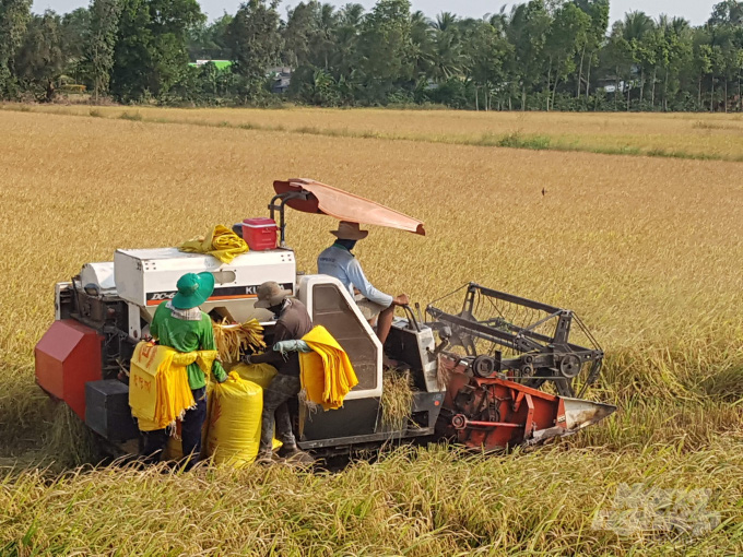 Lúa sinh thái Cà Mau được cấp giấy chứng nhận đăng ký nhãn hiệu - Ảnh 1.