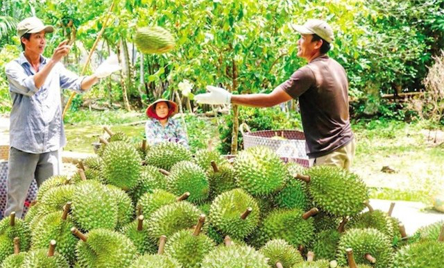 Mở đường thoát cho ‘vựa trái cây’ miền Tây - Ảnh 1. Mở đường thoát cho ‘vựa trái cây’ miền Tây - Ảnh 1.