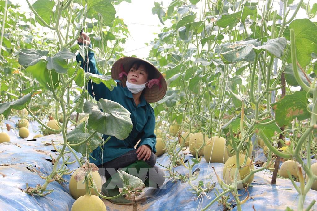 Trồng dưa lưới công nghệ cao, thu lãi tiền tỷ - Ảnh 1. Trồng dưa lưới công nghệ cao, thu lãi tiền tỷ - Ảnh 1.
