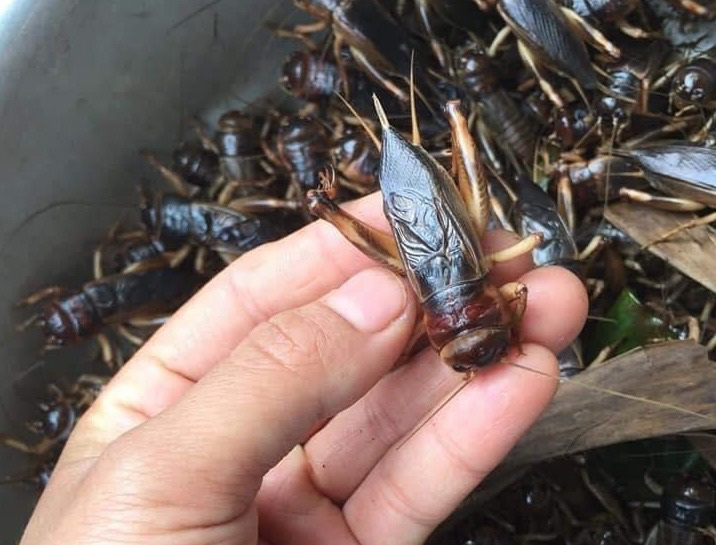 Dế mèn "chu du" trên bàn nhậu, muốn ăn phải xếp hàng chờ - Ảnh 4. Dế mèn "chu du" trên bàn nhậu, muốn ăn phải xếp hàng chờ - Ảnh 4.