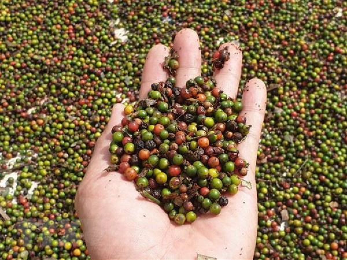 Nông sản Tây Nguyên gặp khó khi “bước chân” vào thị trường EU - Ảnh 1. Nông sản Tây Nguyên gặp khó khi “bước chân” vào thị trường EU - Ảnh 1.