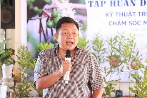 Cây mắc-ca sẵn sàng hành trình tỷ đô - Ảnh 2. Cây mắc-ca sẵn sàng hành trình tỷ đô - Ảnh 2.