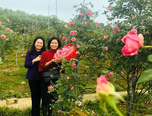 Khởi nghiệp từ 2,2 triệu đồng, cô giáo thành bà chủ trang trại hoa hồng rộng lớn - Ảnh 2. Khởi nghiệp từ 2,2 triệu đồng, cô giáo thành bà chủ trang trại hoa hồng rộng lớn - Ảnh 2.