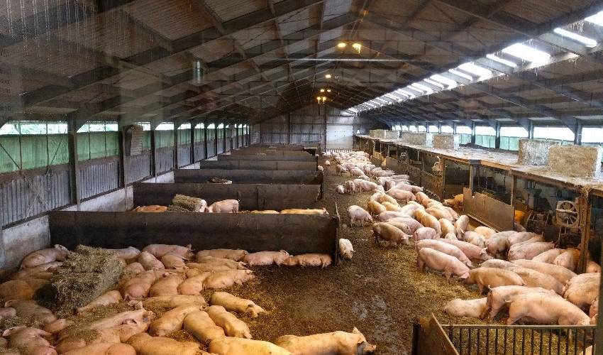 Giá heo hơi hôm nay 3/9: Sắp về ngưỡng 70.000 đồng/kg, người tiêu dùng sắp được ăn thịt lợn rẻ? - Ảnh 1.