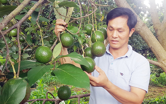 Bơ booth giảm giá, nông dân rớt nước mắt - Ảnh 1.