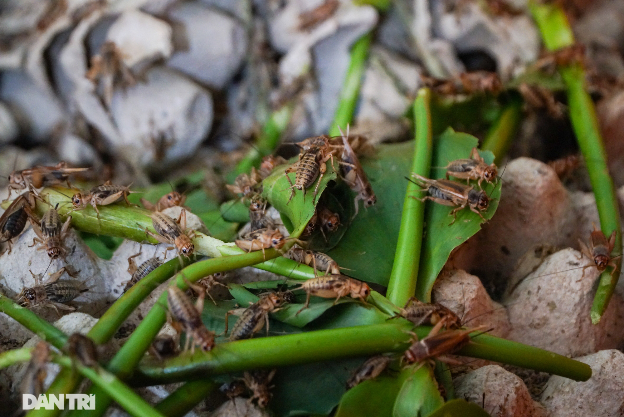 Nuôi toàn con &quot;độc lạ&quot;, chàng trai xứ Thanh thu lãi tiền tỷ mỗi năm - Ảnh 15.