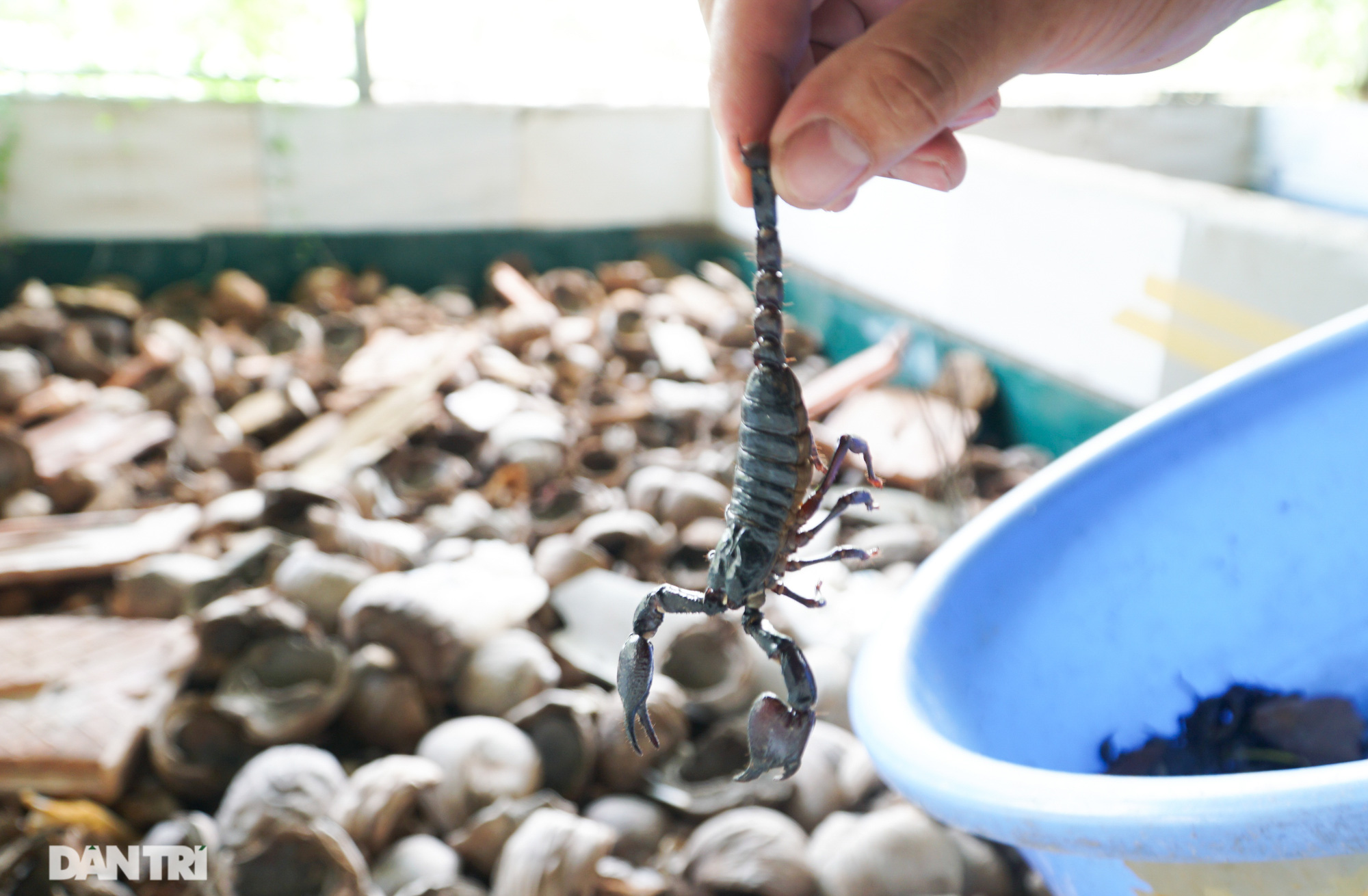 Nuôi toàn con &quot;độc lạ&quot;, chàng trai xứ Thanh thu lãi tiền tỷ mỗi năm - Ảnh 6.