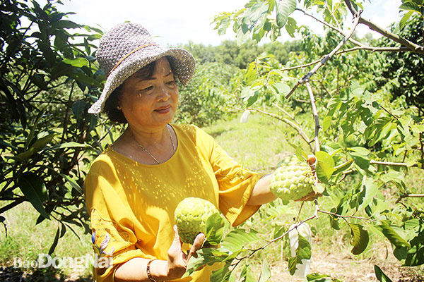 Những vườn trái cây ngon bạc tỷ - Ảnh 2.