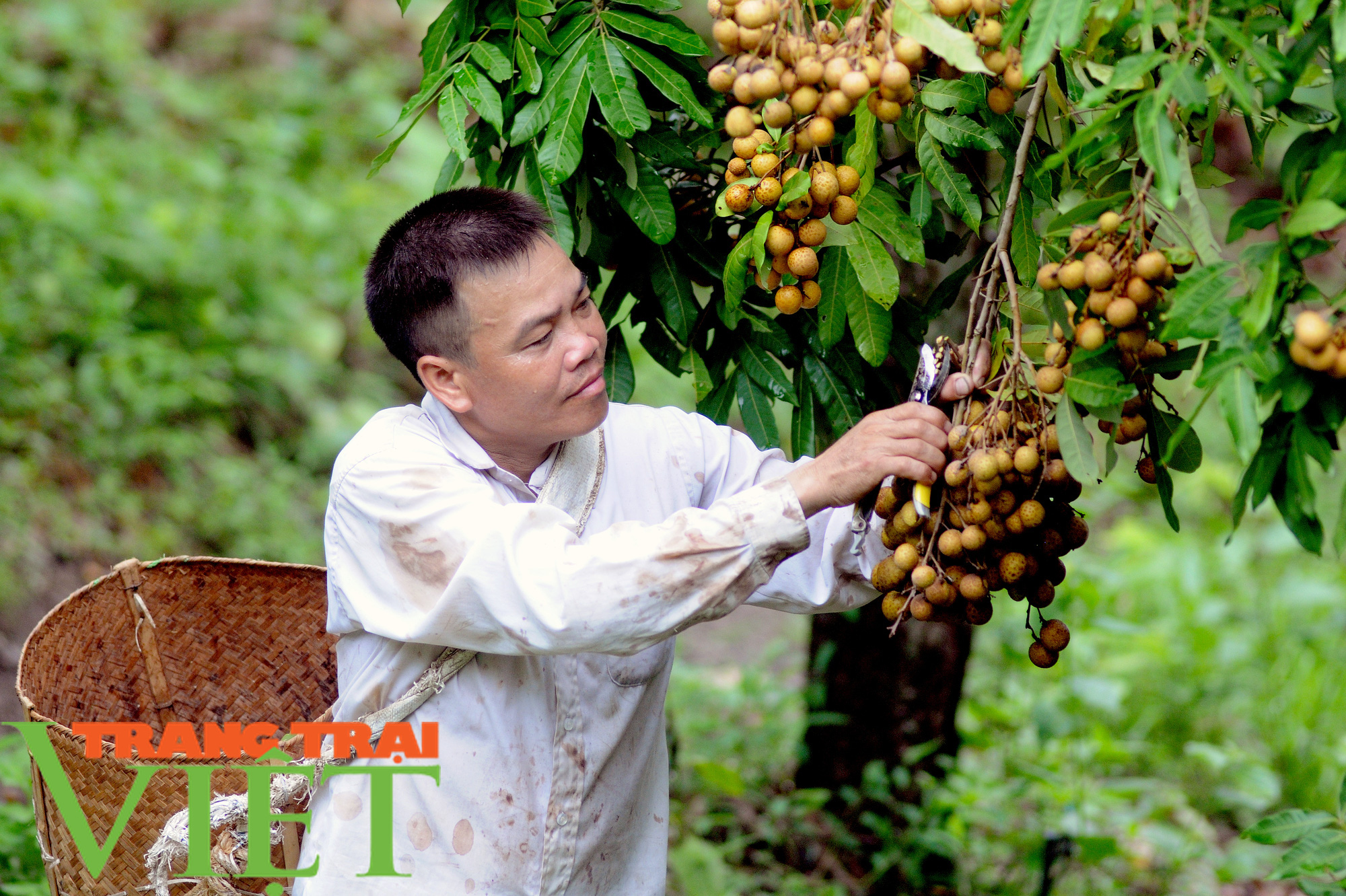 Trồng cây ăn quả trên đất dốc, lão nông lãi trên 200 triệu mỗi năm - Ảnh 2.