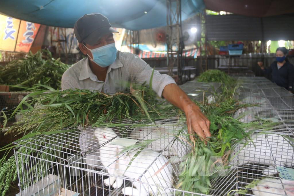 Thu nhập cao từ nuôi thỏ thương phẩm - Ảnh 1. Thu nhập cao từ nuôi thỏ thương phẩm - Ảnh 1.