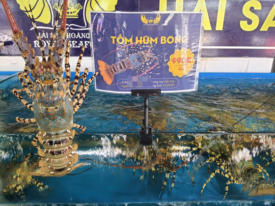 Tôm hùm rớt giá chưa từng có - Ảnh 3. Tôm hùm rớt giá chưa từng có - Ảnh 3.