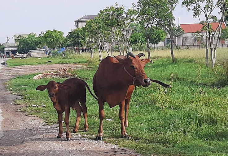 Bi hài xét nghiệm ADN cho bò để phân xử tranh chấp - Ảnh 2. Bi hài xét nghiệm ADN cho bò để phân xử tranh chấp - Ảnh 2.