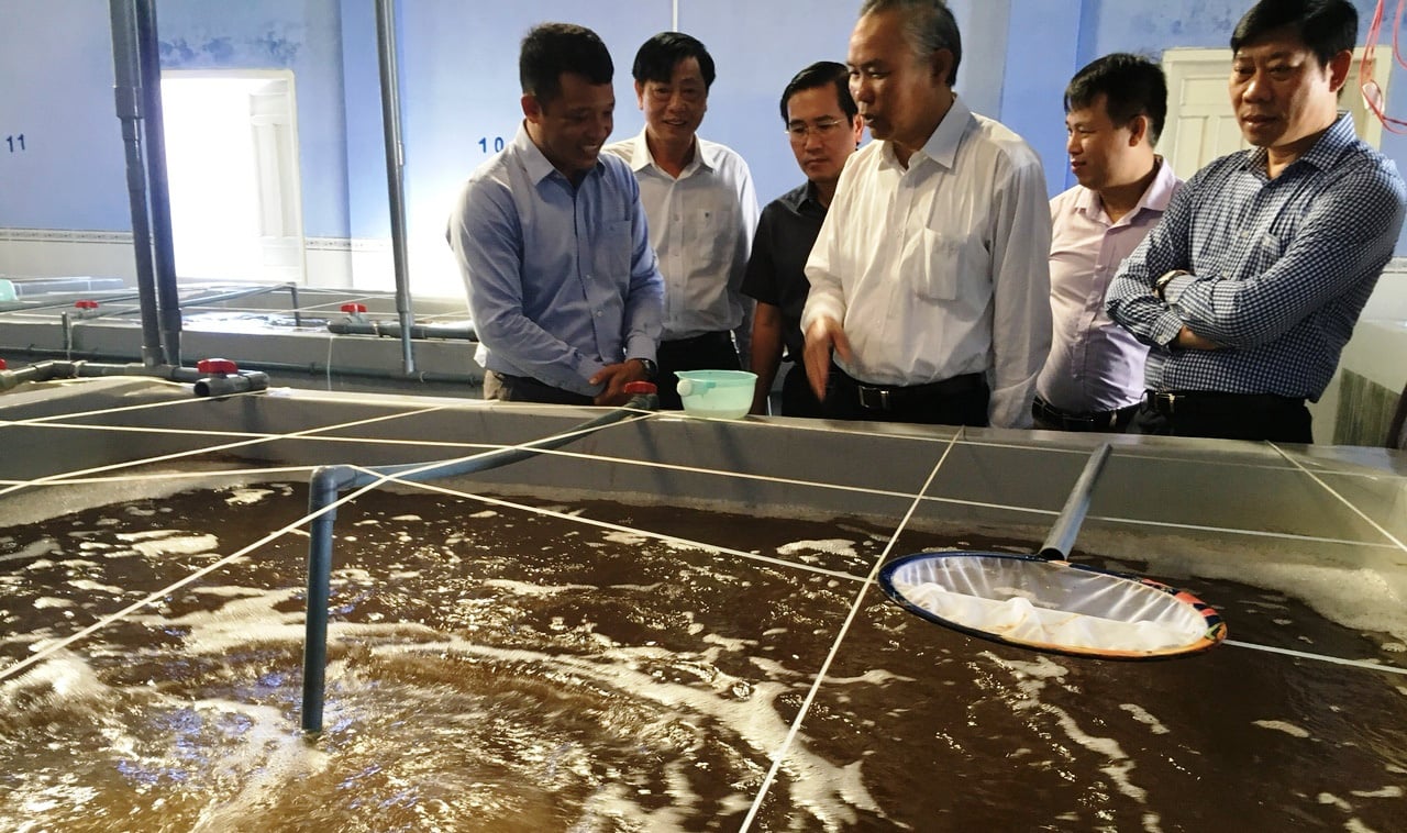 Ninh Thuận: Sản lượng tôm giống đến năm 2020 đạt 36 tỷ con - Ảnh 2. Ninh Thuận: Sản lượng tôm giống đến năm 2020 đạt 36 tỷ con - Ảnh 2.