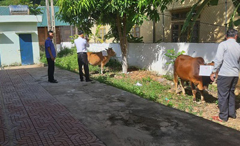 Bi hài xét nghiệm ADN cho bò để phân xử tranh chấp - Ảnh 1. Bi hài xét nghiệm ADN cho bò để phân xử tranh chấp - Ảnh 1.