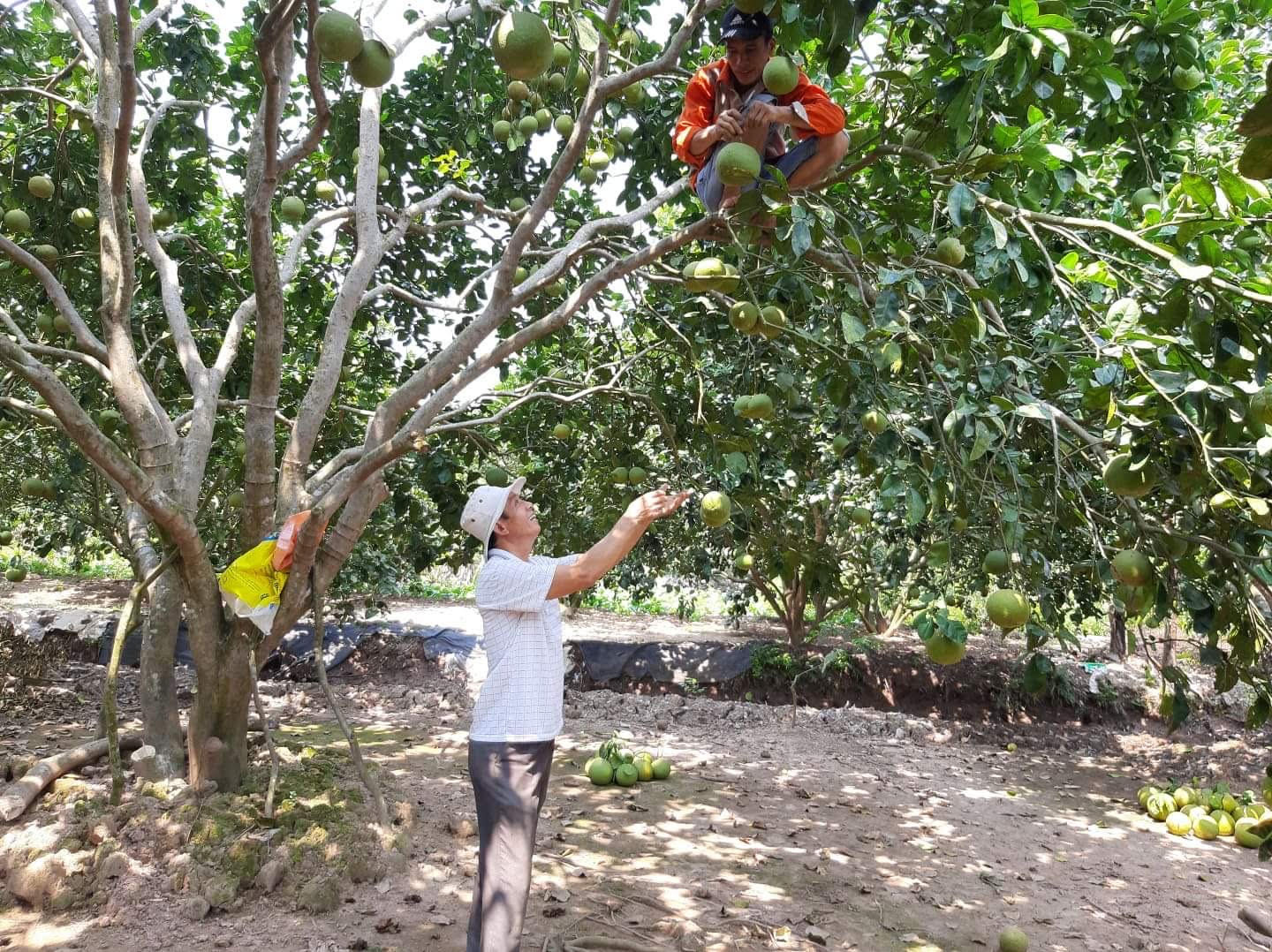 Hải Dương: Bưởi đào Thanh Hồng được mùa, bất chấp Covid-19, nông dân vẫn thu hàng chục tỷ  - Ảnh 1.