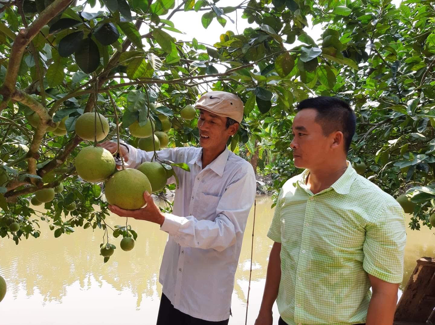 Hải Dương: Bưởi đào Thanh Hồng được mùa, bất chấp Covid-19, nông dân vẫn thu hàng chục tỷ  - Ảnh 2.