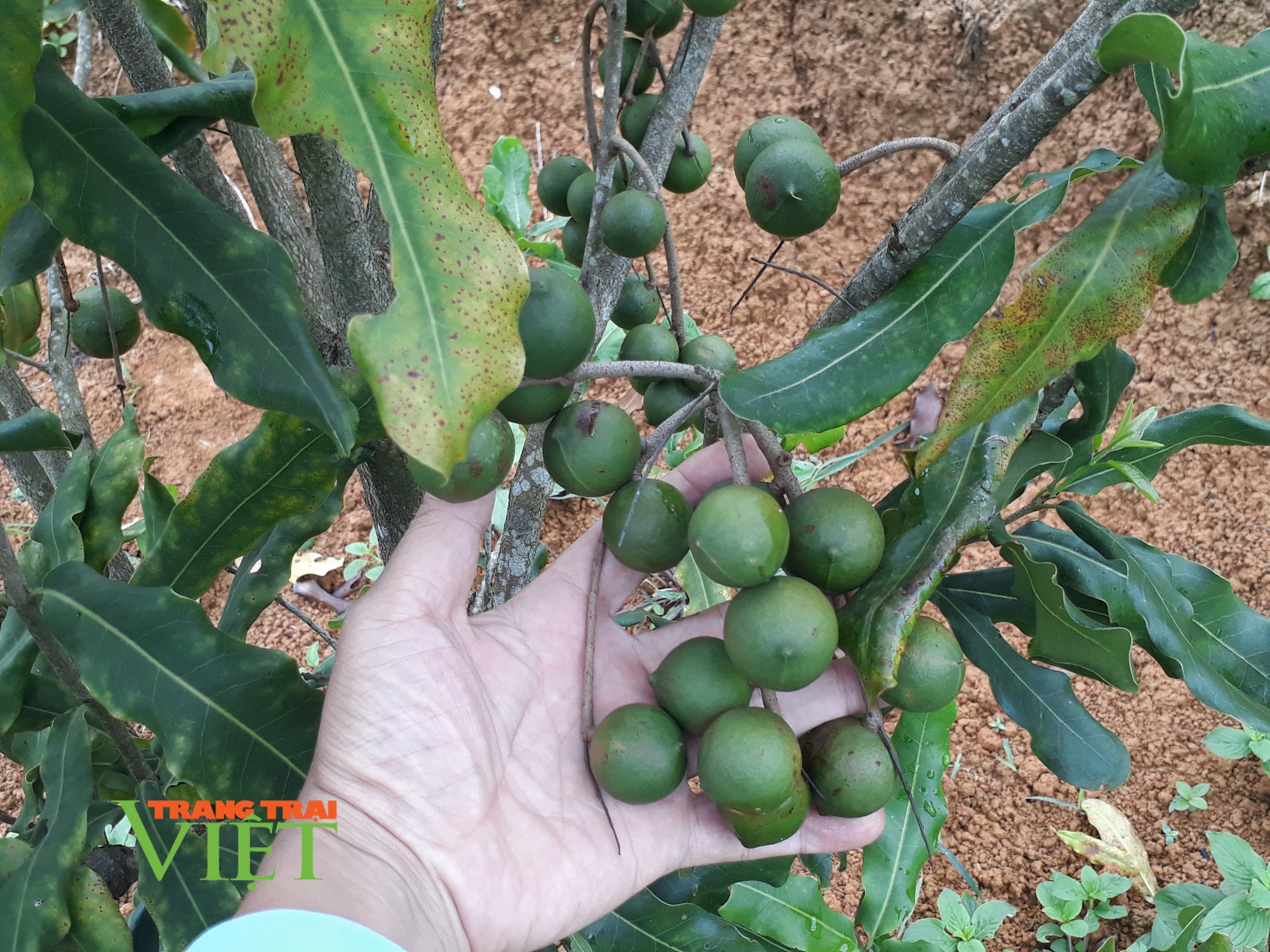 Tỷ phú trên đỉnh đèo Tẳng Quái - Ảnh 4. Tỷ phú trên đỉnh đèo Tẳng Quái - Ảnh 4.