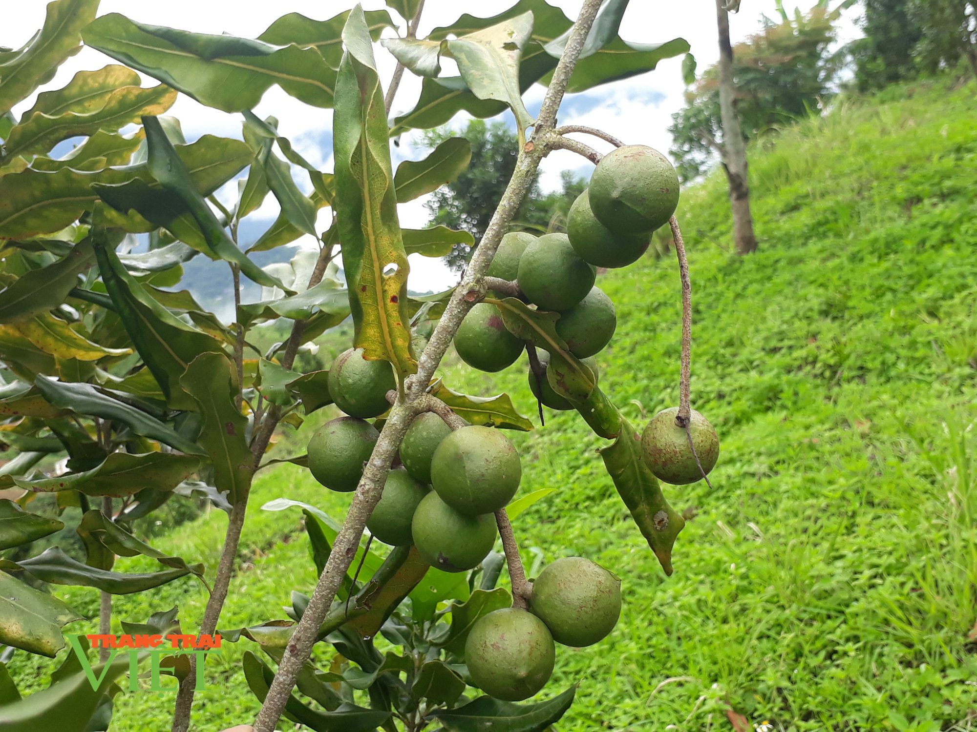 Tỷ phú trên đỉnh đèo Tẳng Quái - Ảnh 2. Tỷ phú trên đỉnh đèo Tẳng Quái - Ảnh 2.