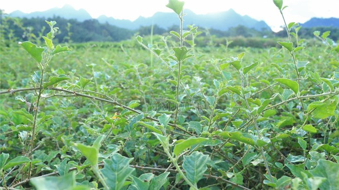 Cầm sổ đỏ vay tiền 'nuôi' cây dược liệu quý, bản nghèo "đổi đời" sau 2 năm - Ảnh 3. Cầm sổ đỏ vay tiền 'nuôi' cây dược liệu quý, bản nghèo "đổi đời" sau 2 năm - Ảnh 3.