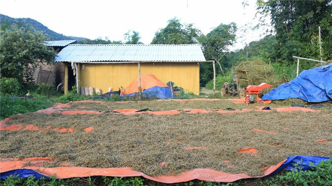 Cầm sổ đỏ vay tiền 'nuôi' cây dược liệu quý, bản nghèo "đổi đời" sau 2 năm - Ảnh 5. Cầm sổ đỏ vay tiền 'nuôi' cây dược liệu quý, bản nghèo "đổi đời" sau 2 năm - Ảnh 5.