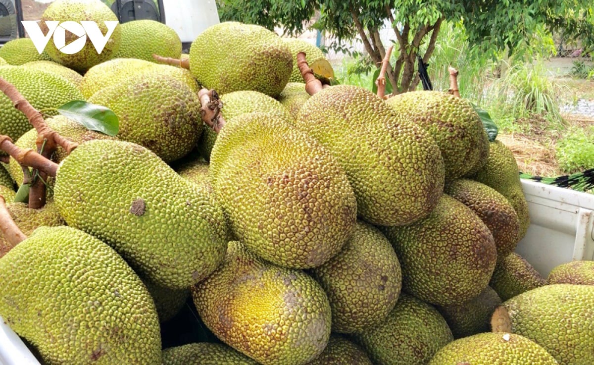 Nhà vườn Hậu Giang phấn khởi khi mít Thái tăng giá gấp 3 lần - Ảnh 1. Nhà vườn Hậu Giang phấn khởi khi mít Thái tăng giá gấp 3 lần - Ảnh 1.