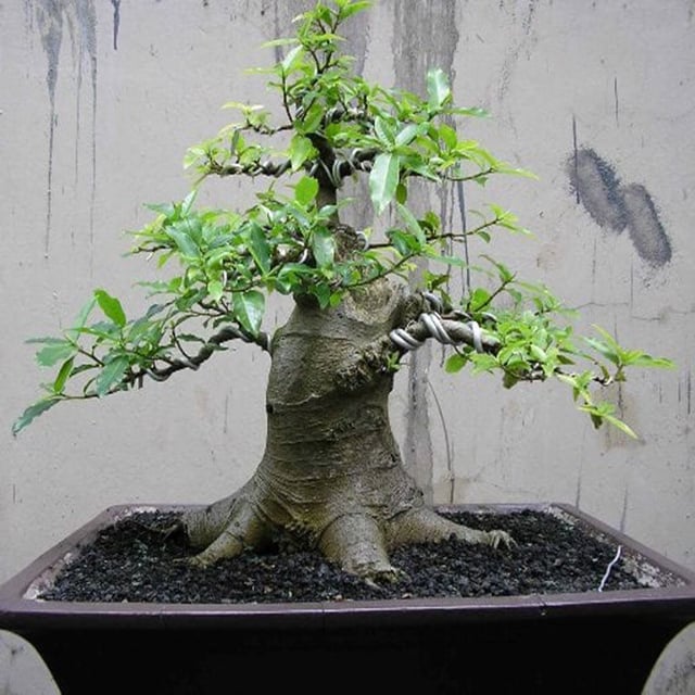 4 loại cây trồng trong nhà có thể giúp trừ tà khí, xua đuổi vận đen, tài lộc kéo đến - Ảnh 9.