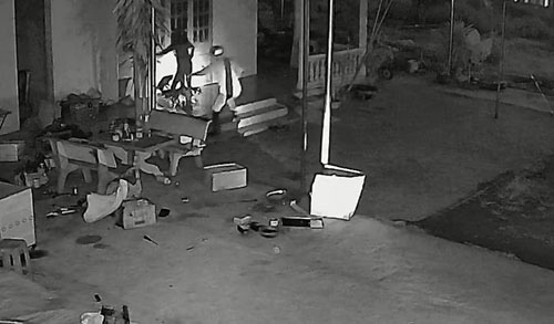 Clip: Cận cảnh cẩu tặc bắt trộm chó bằng dây thòng lọng nhanh như chớp ở tỉnh Bình Thuận - Ảnh 2.