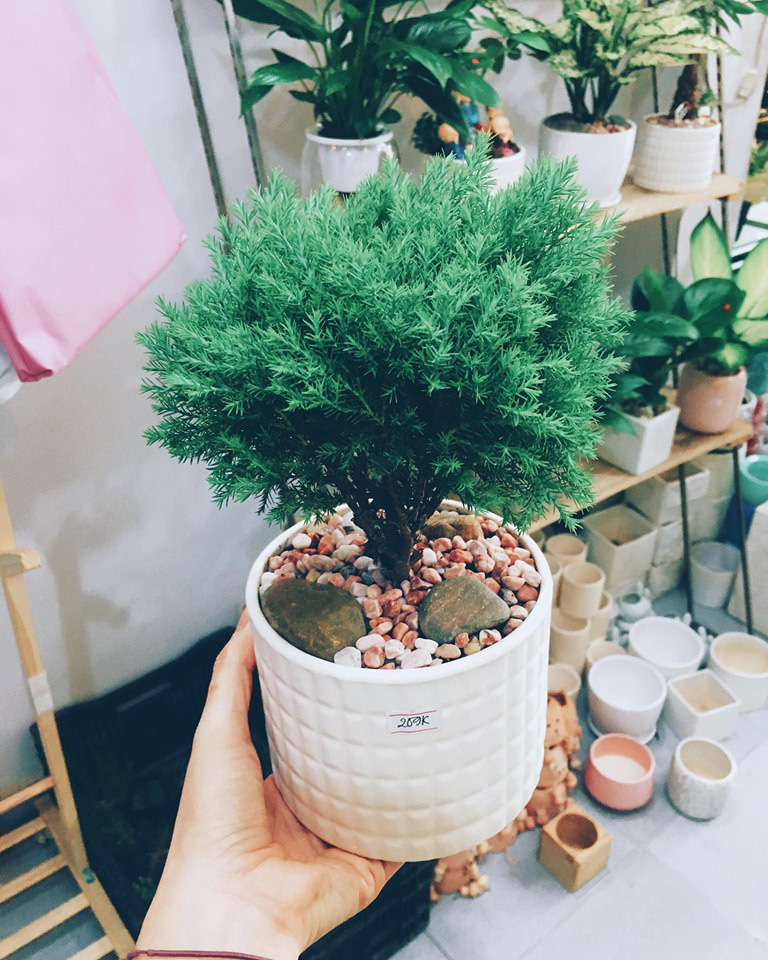 4 loại cây trồng trong nhà có thể giúp trừ tà khí, xua đuổi vận đen, tài lộc kéo đến - Ảnh 3.