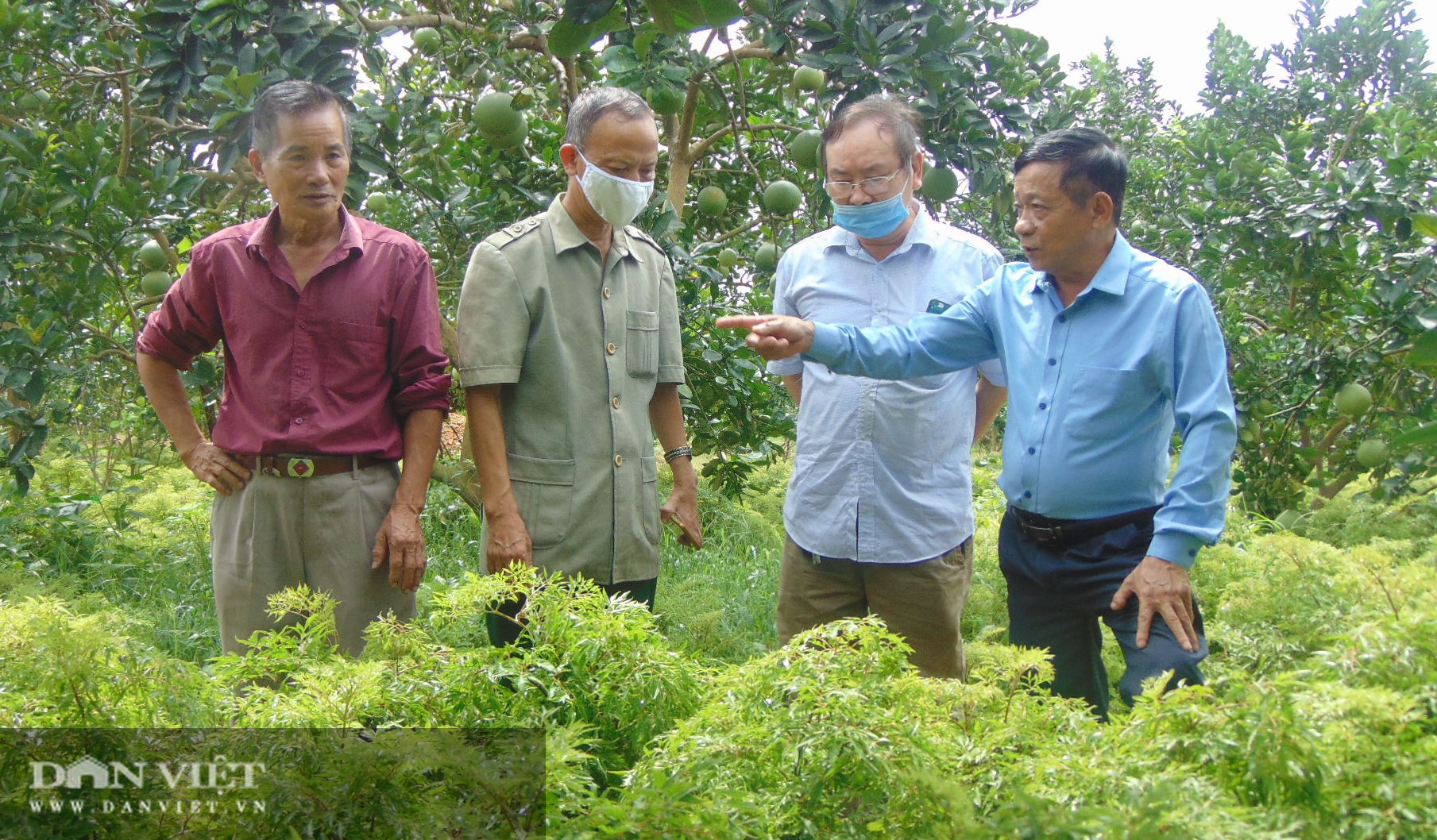 Những cán bộ hưu trí và câu chuyện bảo tồn loài cây dược liệu quý - Ảnh 1.