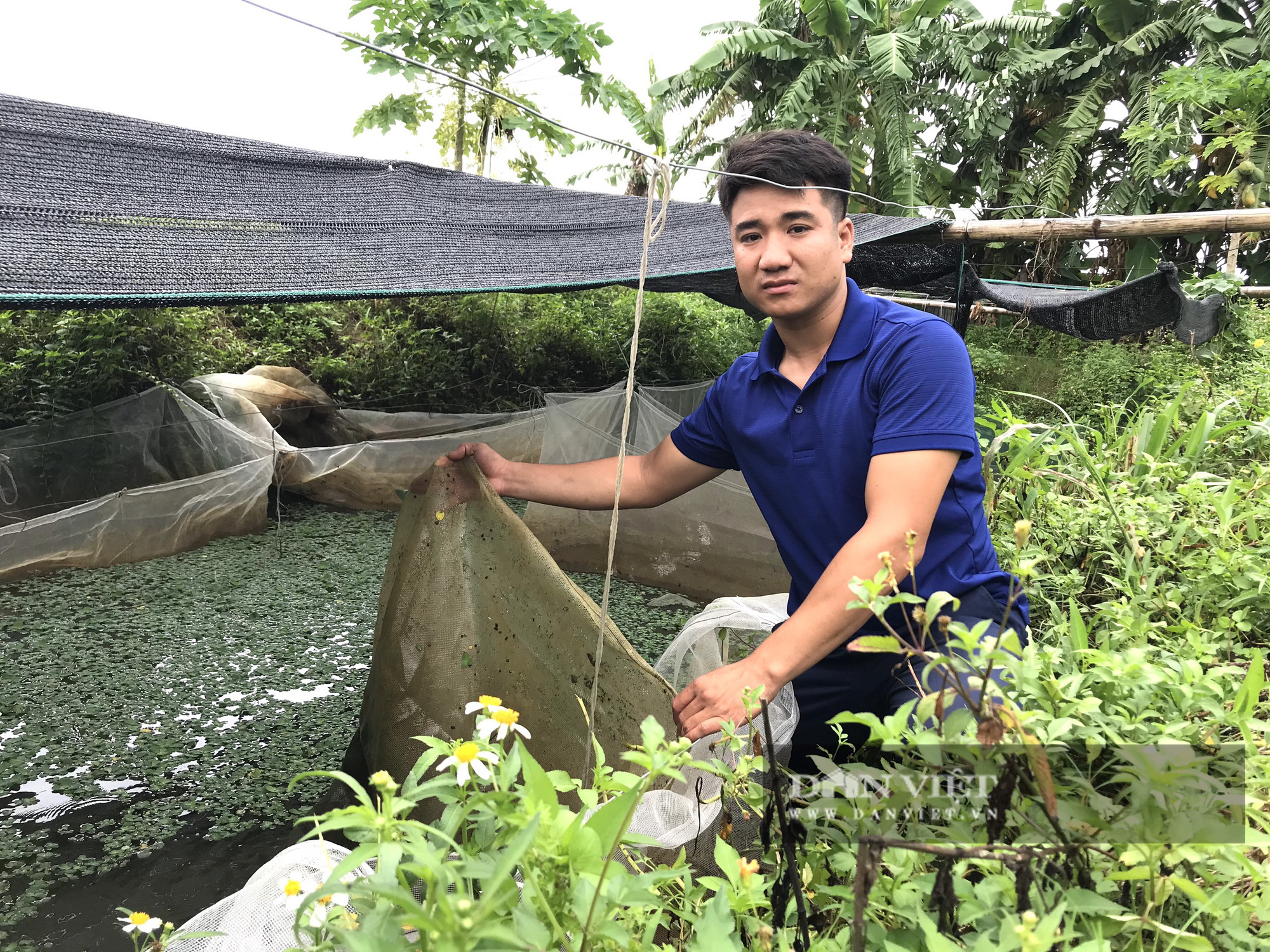 Một nông dân mất trộm gần 700.000 con ốc nhồi giống - Ảnh 3.