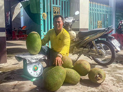 Mít Thái tăng giá vù vù, vượt đỉnh giá 2019, cứ bán 1 trái to thu hơn nửa triệu đồng - Ảnh 1.