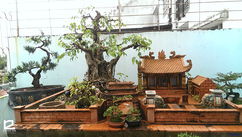 5 loại cây &quot;phá phong thủy&quot;, tuyệt đối không nên trồng trong nhà - Ảnh 5.