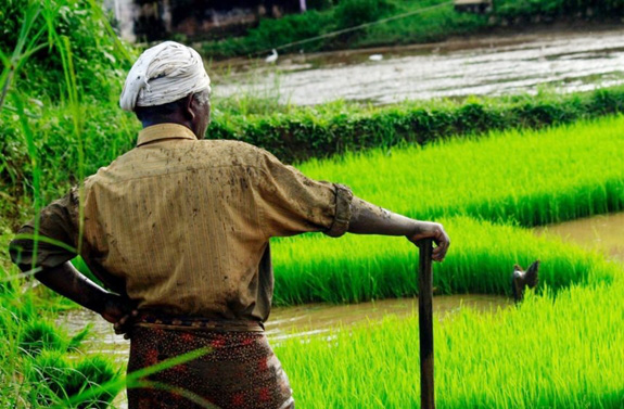 Bài 4: Kinh nghiệm quốc tế về bảo hiểm nông nghiệp (tiếp theo và hết) - Ảnh 4. Bài 4: Kinh nghiệm quốc tế về bảo hiểm nông nghiệp (tiếp theo và hết) - Ảnh 4.
