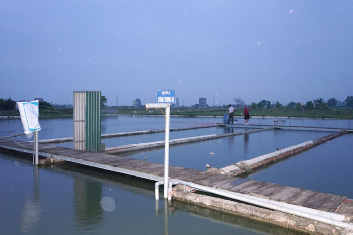 Nuôi cá ngon theo công nghệ &quot;sông trong ao&quot;, một ông nông dân tỉnh Hưng Yên mỗi năm bán 250 tấn cá, thu tiền tỷ - Ảnh 2.