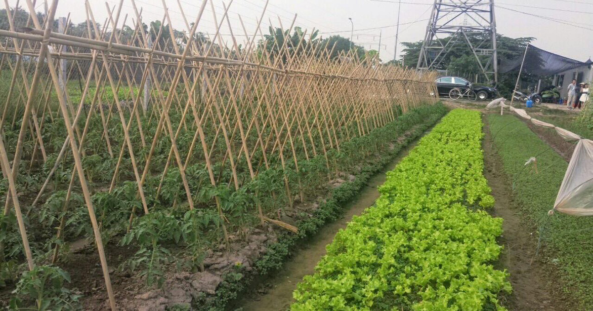 Điều kiện, thủ tục tách thửa đất nông nghiệp năm 2021 - Ảnh 1.