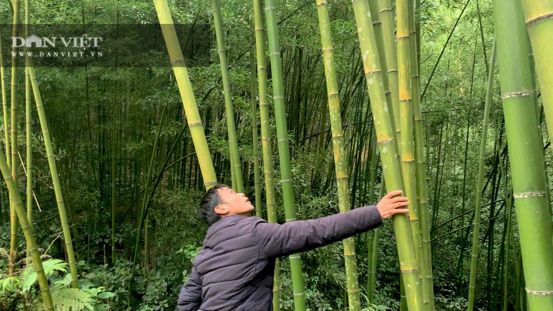 Cao Bằng: Trồng loài cây có đốt, một lần trồng mọc lan cả rừng, nông dân ở đây rủng rỉnh tiền - Ảnh 5.