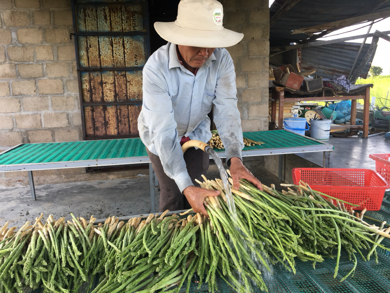 Triển khai thí điểm các mô hình nông nghiệp - Ảnh 2. Triển khai thí điểm các mô hình nông nghiệp - Ảnh 2.