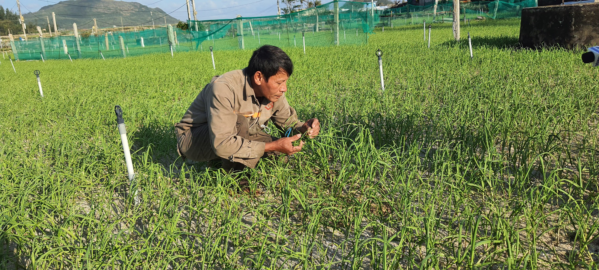 Quảng Ngãi: Hơn 7 nghìn khách hàng được Agribank gia hạn nợ, giảm lãi suất do ảnh hưởng Covid-19 - Ảnh 4. Quảng Ngãi: Hơn 7 nghìn khách hàng được Agribank gia hạn nợ, giảm lãi suất do ảnh hưởng Covid-19 - Ảnh 4.
