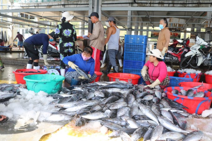 Sẽ triển khai truy xuất nguồn gốc thủy sản bằng điện tử - Ảnh 3. Sẽ triển khai truy xuất nguồn gốc thủy sản bằng điện tử - Ảnh 3.