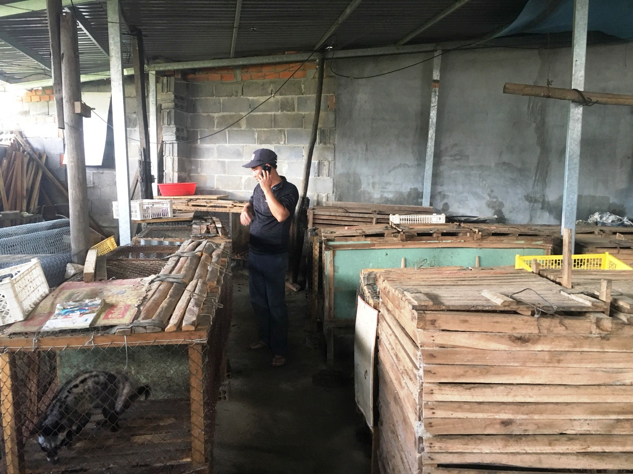 Khánh Hòa: Nuôi chồn hương tăng thêm nguồn thu nhập - Ảnh 1. Khánh Hòa: Nuôi chồn hương tăng thêm nguồn thu nhập - Ảnh 1.