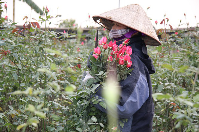 Người dân làng Tây Tựu thấp thỏm chờ Tết - Ảnh 6. Người dân làng Tây Tựu thấp thỏm chờ Tết - Ảnh 6.