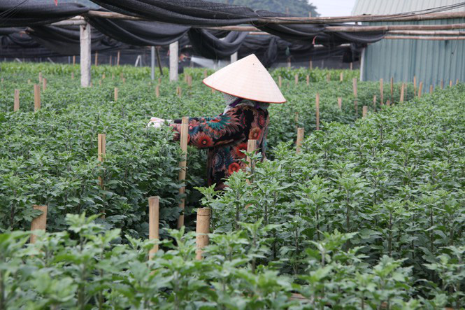 Người dân làng Tây Tựu thấp thỏm chờ Tết - Ảnh 2. Người dân làng Tây Tựu thấp thỏm chờ Tết - Ảnh 2.