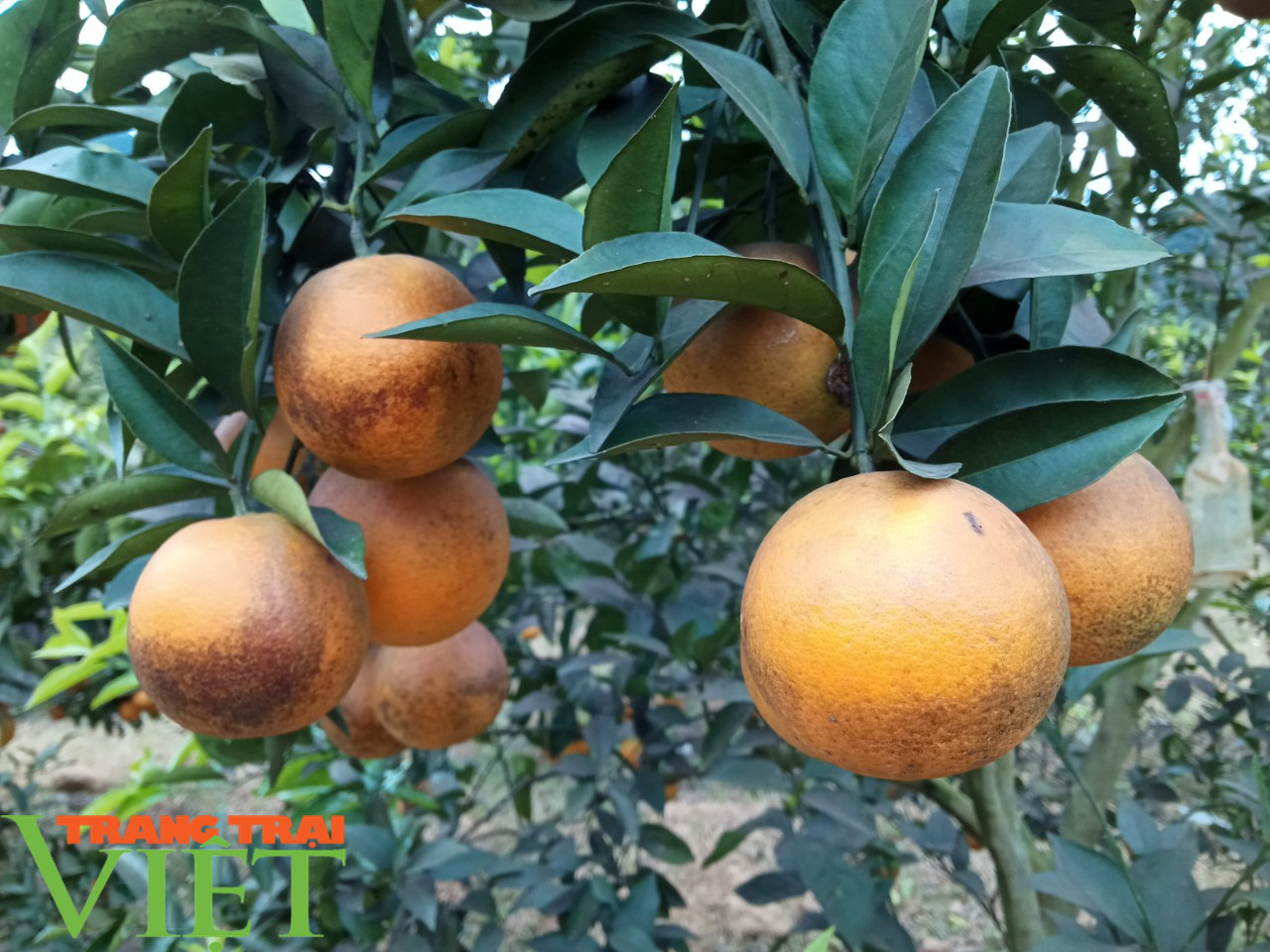 Ôm đống nghề, anh Thảo bỏ túi 400 triệu đồng - Ảnh 5. Ôm đống nghề, anh Thảo bỏ túi 400 triệu đồng - Ảnh 5.