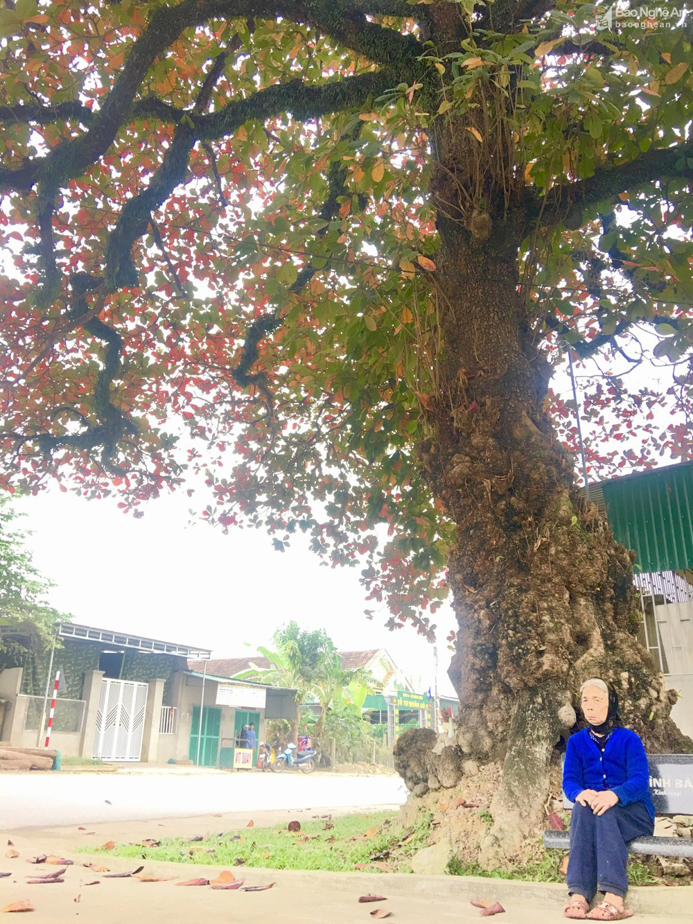 &quot;Cụ&quot; cây bàng cổ gần 250 tuổi ở Nghệ An, xòe tán rộng 15m chuyển lá màu đỏ, quyến rũ đến lạ kỳ - Ảnh 6.